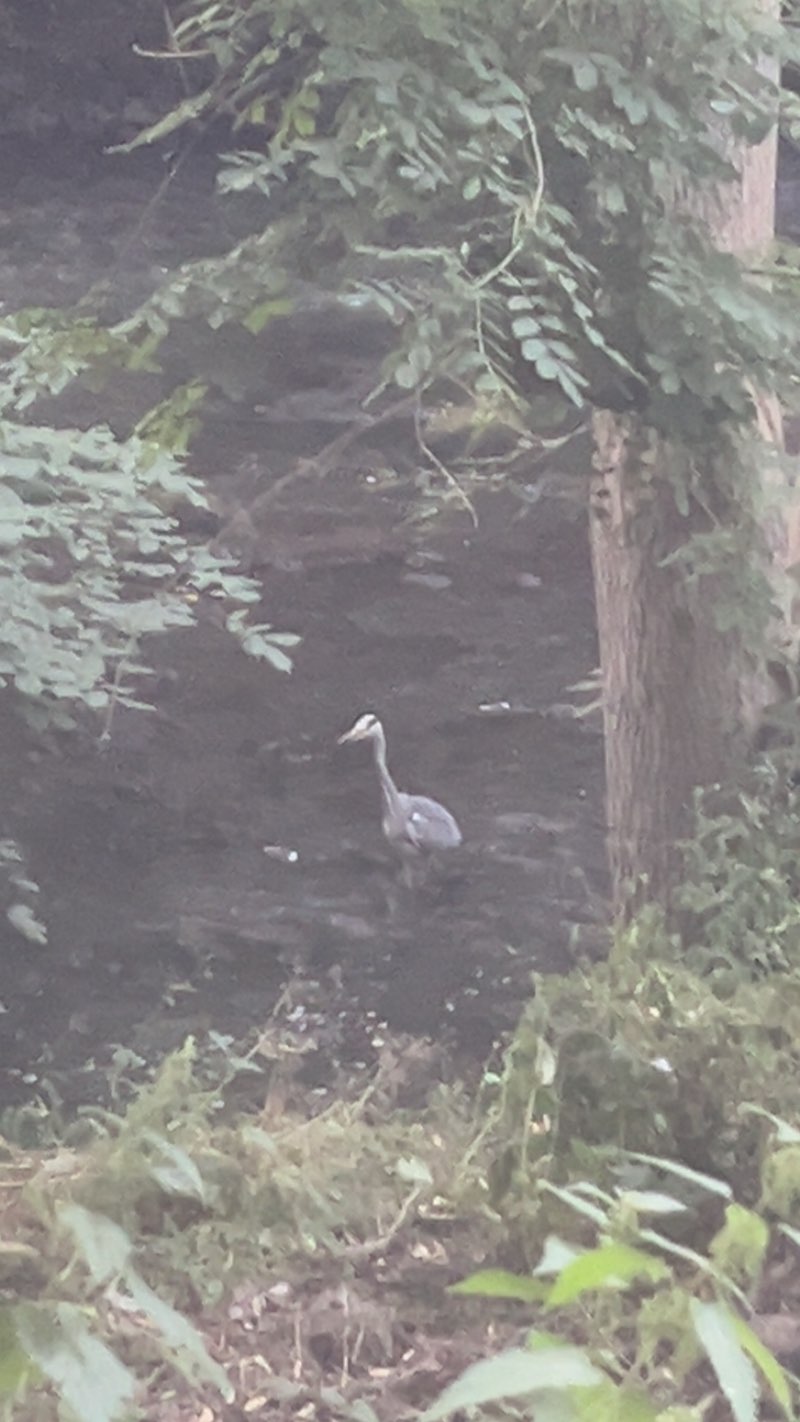 walking near me in Town Park in summer
