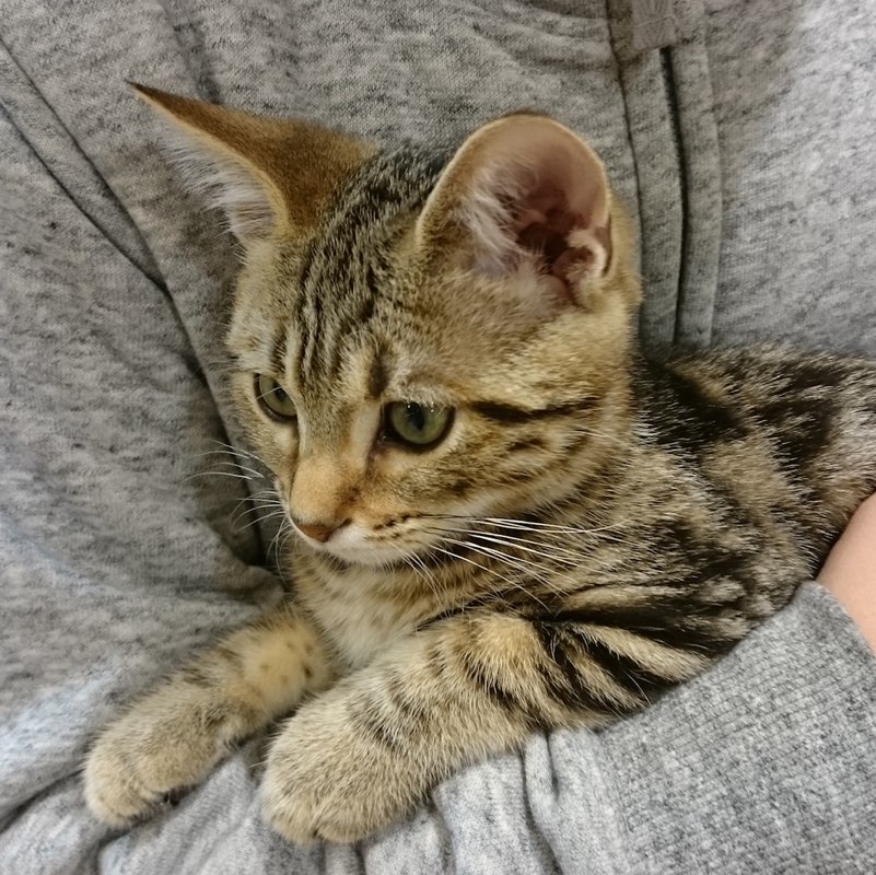 sada profile