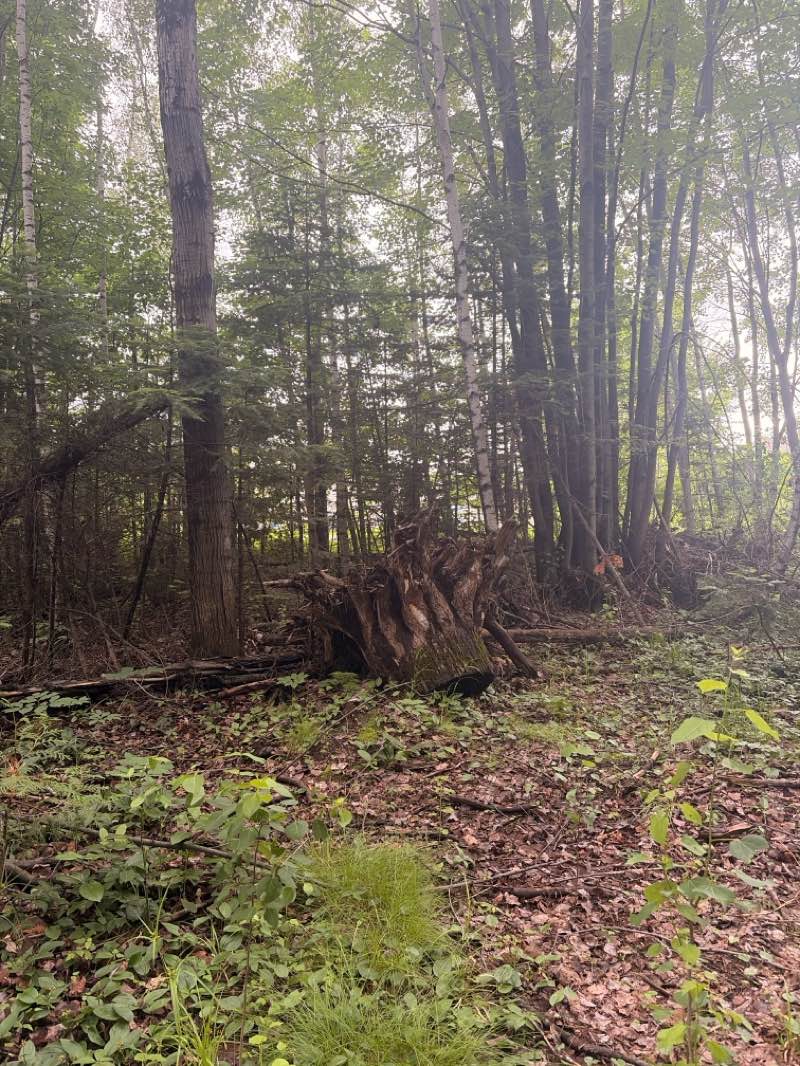 walking near me in Parc Casavant-Desrochers in summer