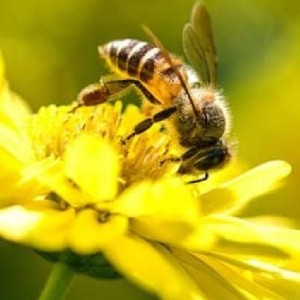 Honeybee🐝 profile