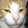 olin icon