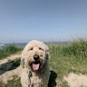 Lukas profile