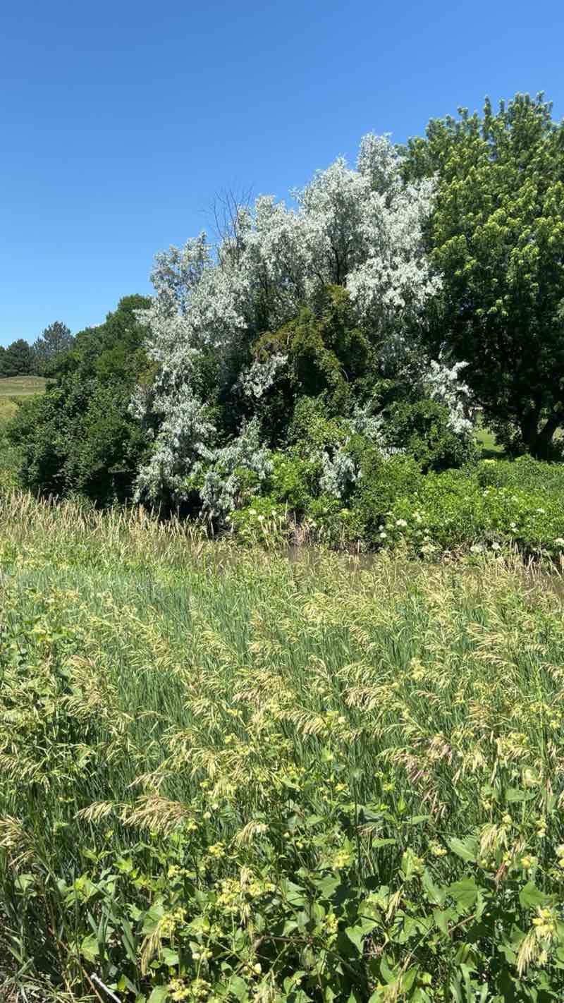 walking near me in Spillway Park in summer