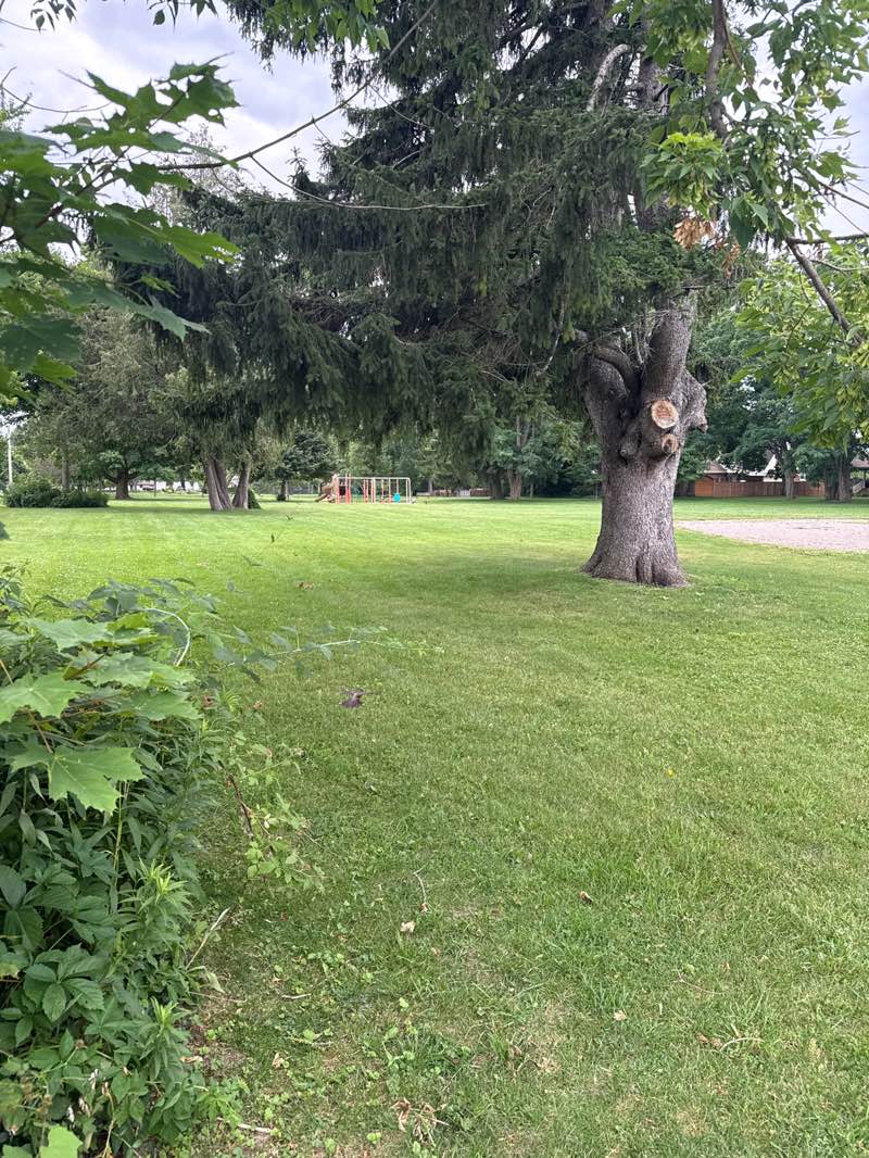 walking near me in East Ward Park in summer