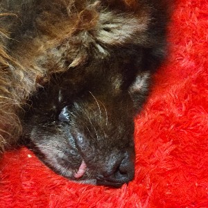 Ember