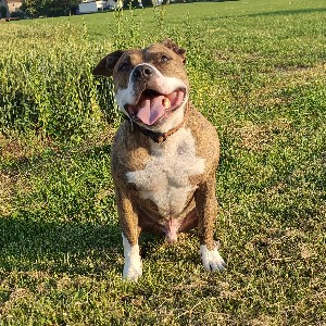 Maz