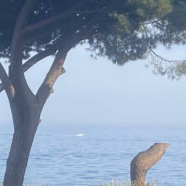 Rosa blu ♑️🌹🌻 post 2