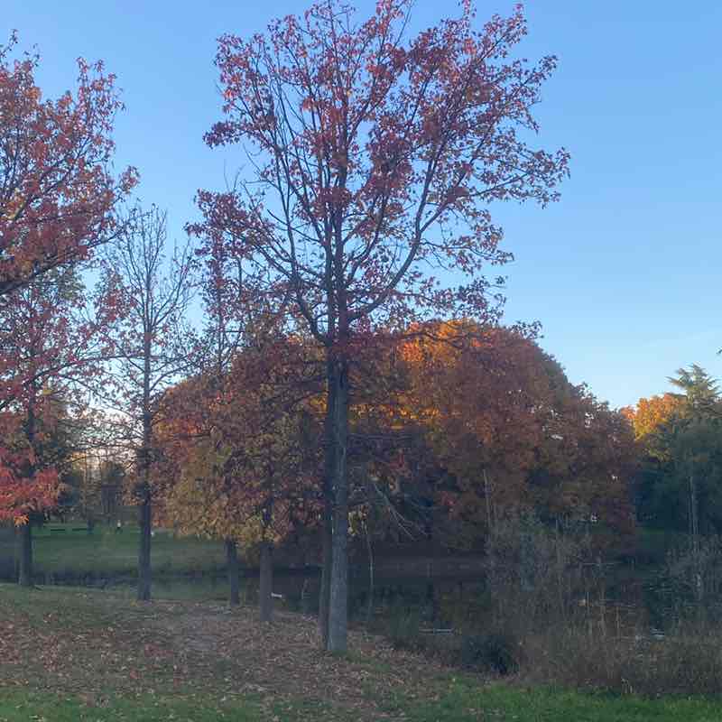 Rosa blu ♑️🌹🌻 post 2