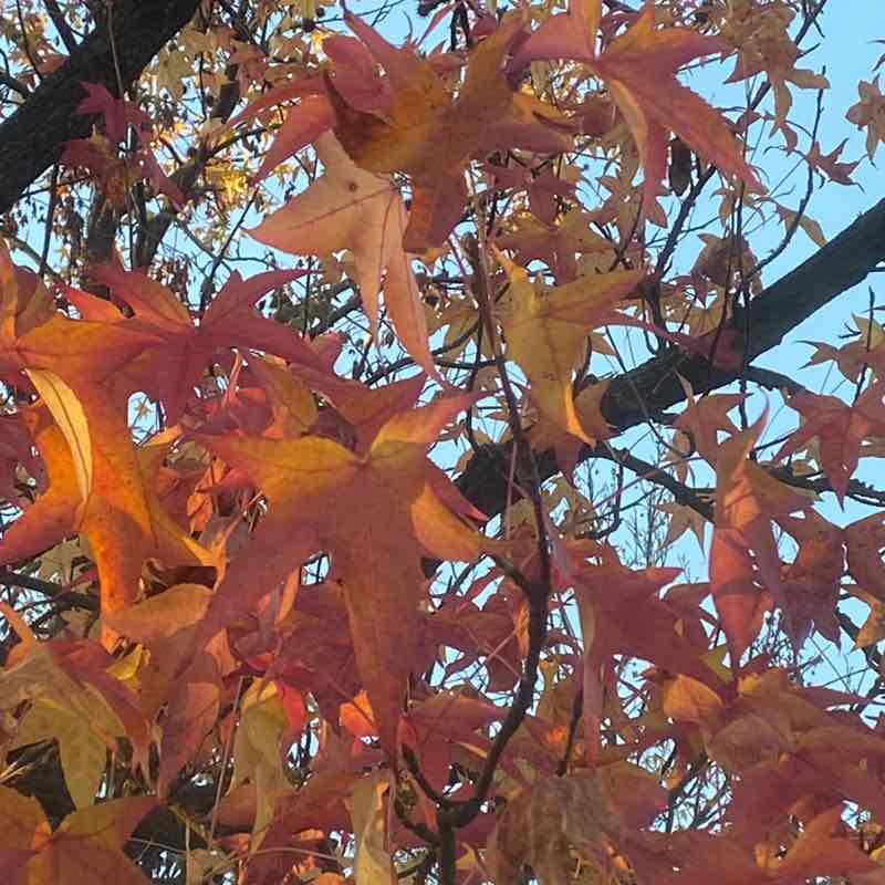 Rosa blu ♑️🌹🌻 post 3