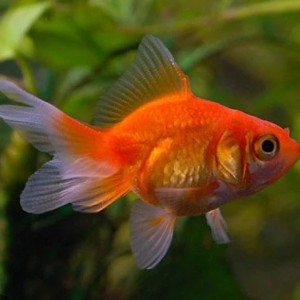 Benny🐠