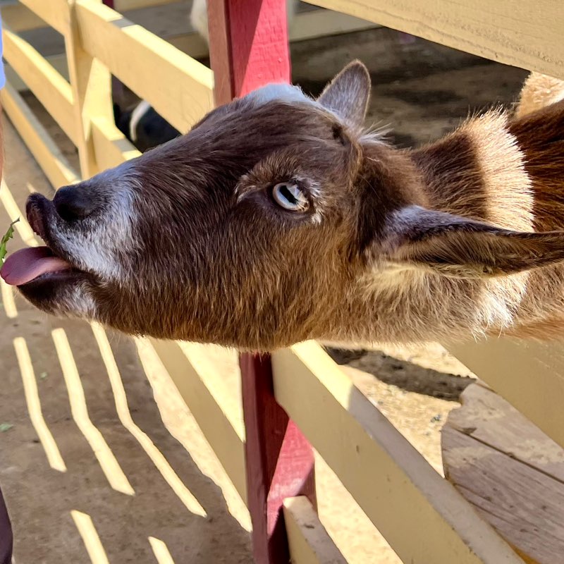 GOAT profile