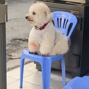 banh bèo icon