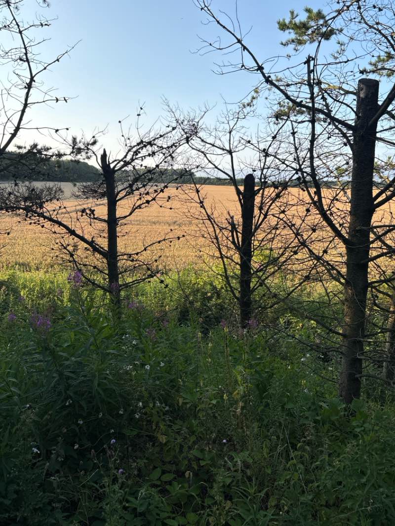 walking near me in Queen Elizabeth II Country Park in summer