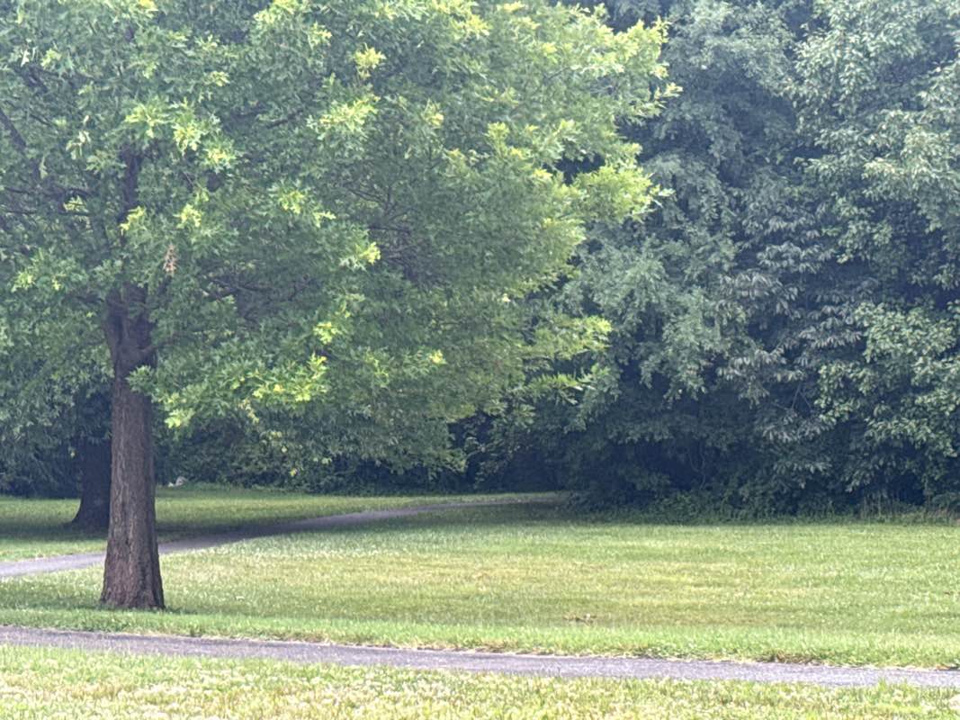 walking near me in The Trails at Cowenton Ridge Park in summer