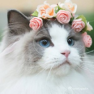 Tivyaa profile