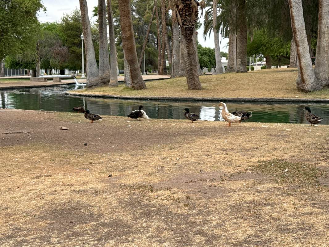 walking near me in Encanto Park in summer
