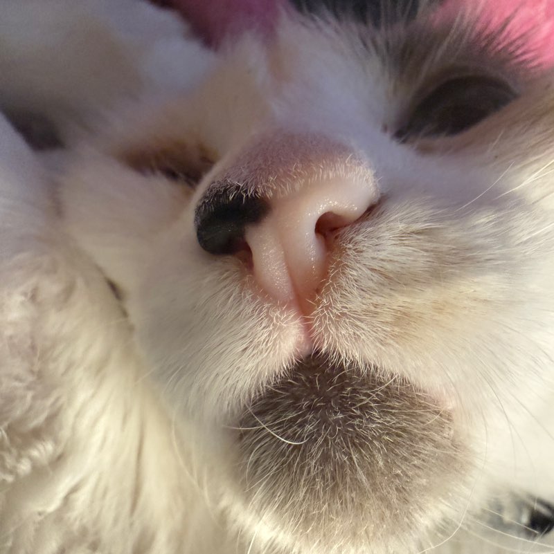 oCat profile