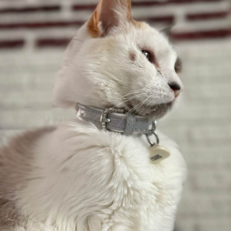Cats ππββ¬ & Coffee βοΈ βοΈ oCat post image