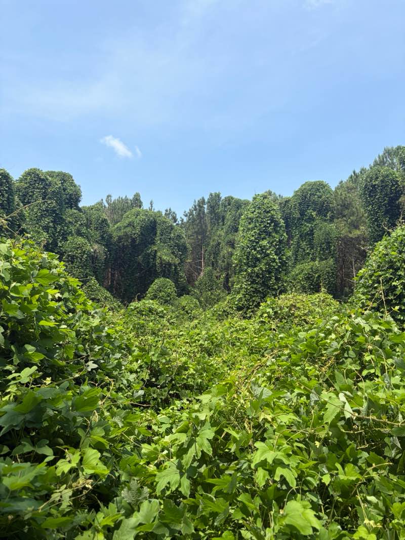 walking near me in Etowah River Park in summer