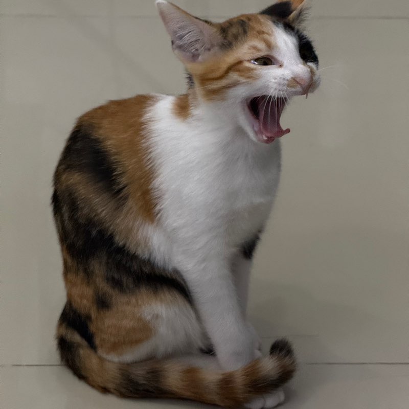 participant 2