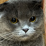 Lara icon