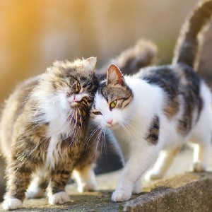 😸 Kitten profile