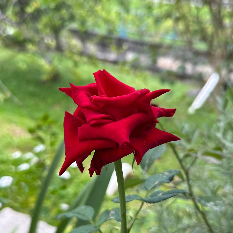 NH