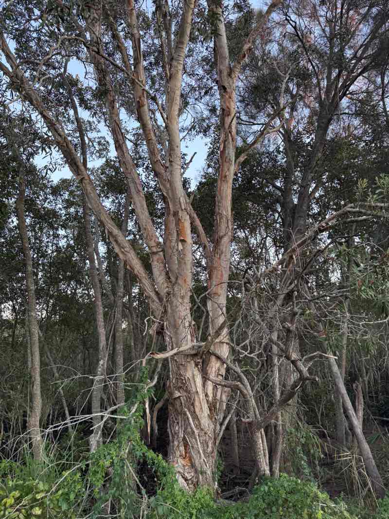 walking near me in Deception Bay Conservation Park in winter