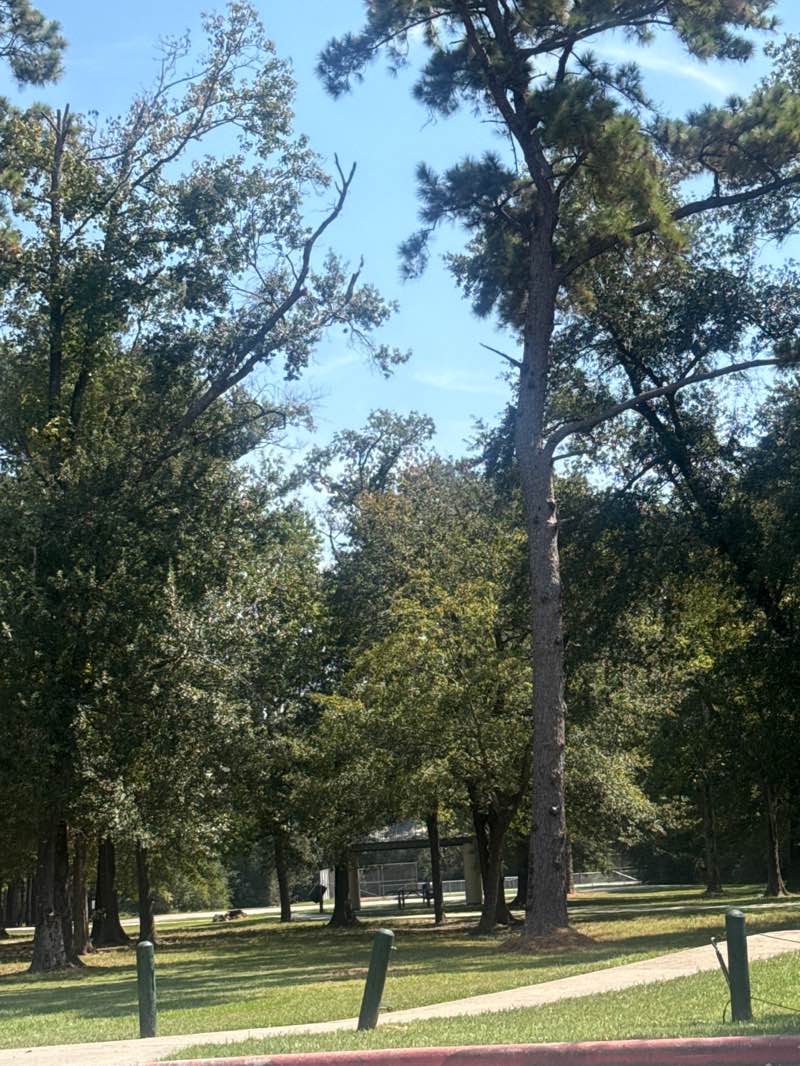 walking near me in Keith-Wiess Park in autumn