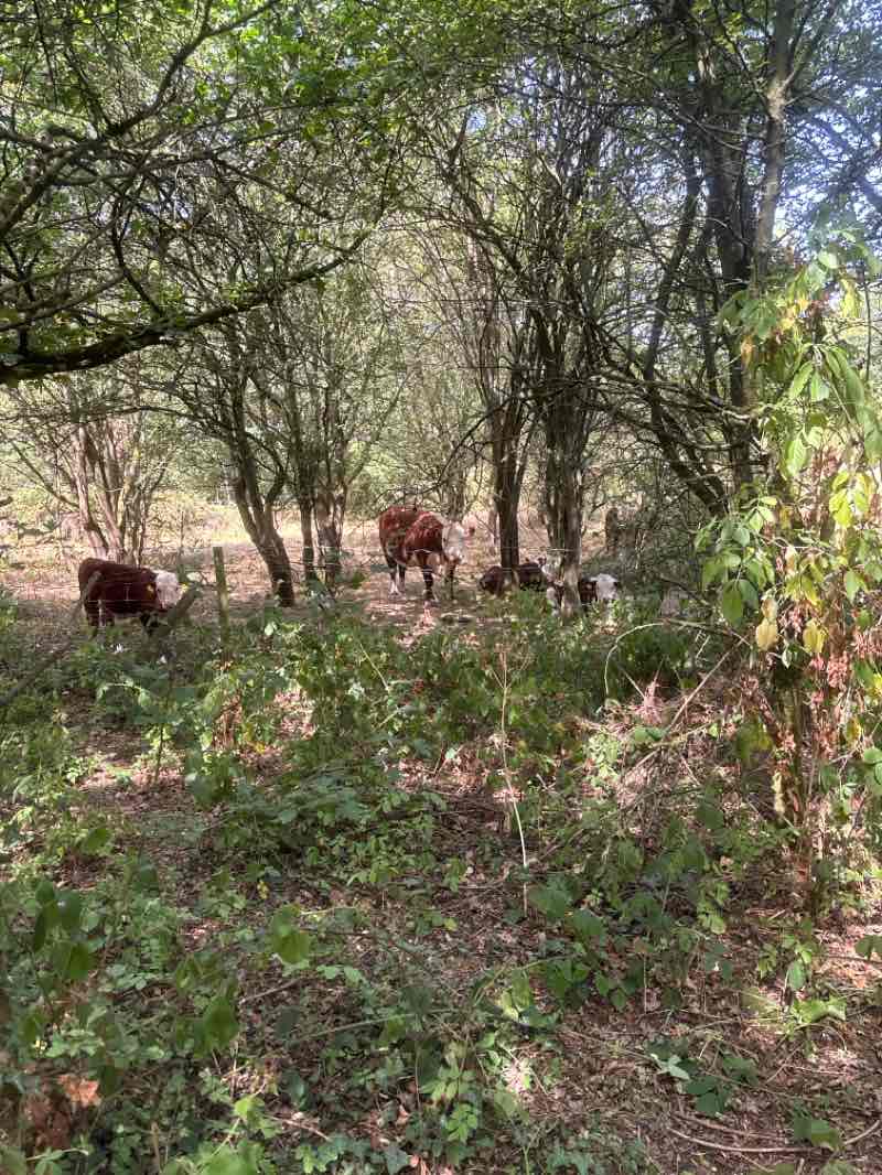 walking near me in Sandwell Valley Country Park in summer