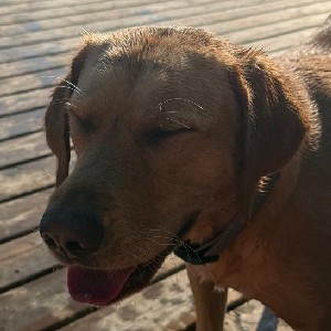 Dante Ruffolo profile