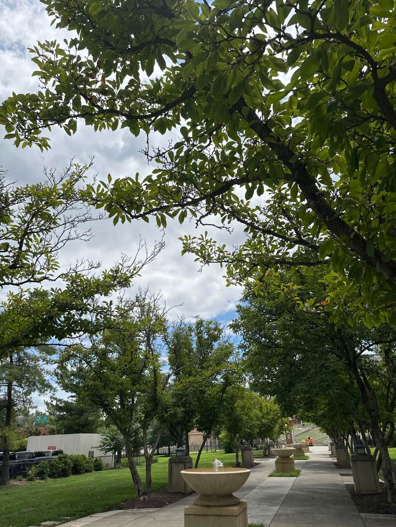 walking near me in Elmwood Park in summer