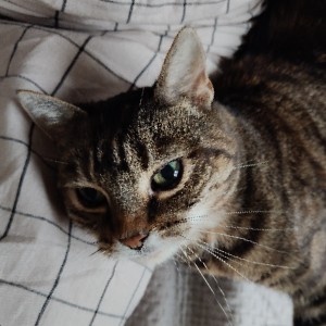 Joanna icon