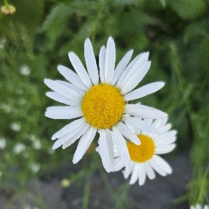 Анна Сорокина profile