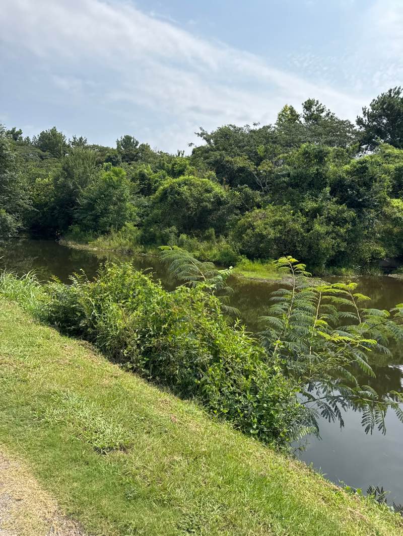 walking near me in Chace Lake Park in summer