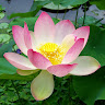 Xiaoyun