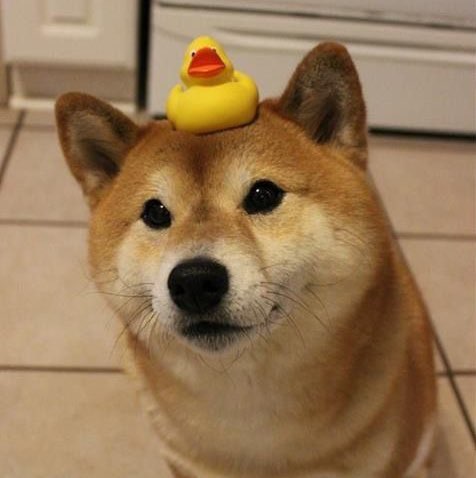 shibainu icon