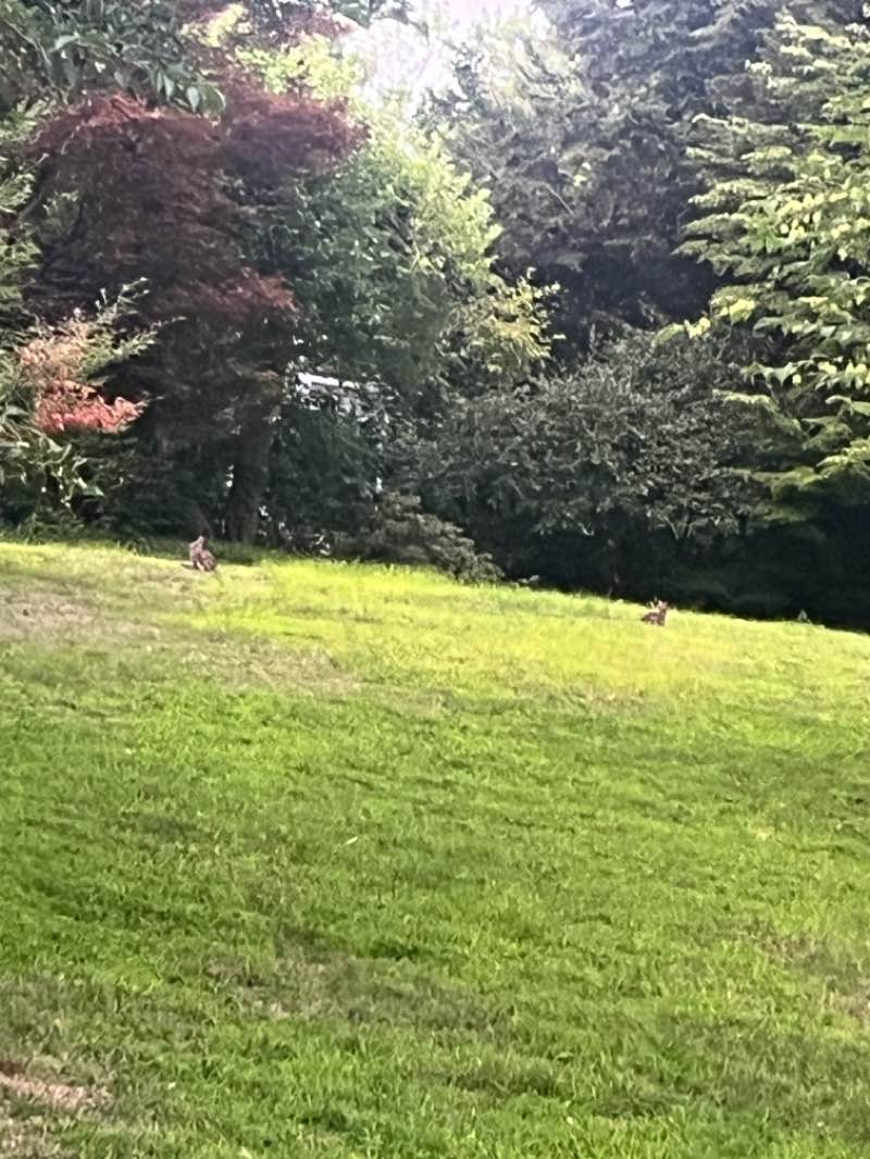 walking near me in Lowell Park in summer
