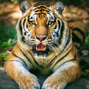 Tygrys profile