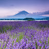 薰衣草 profile