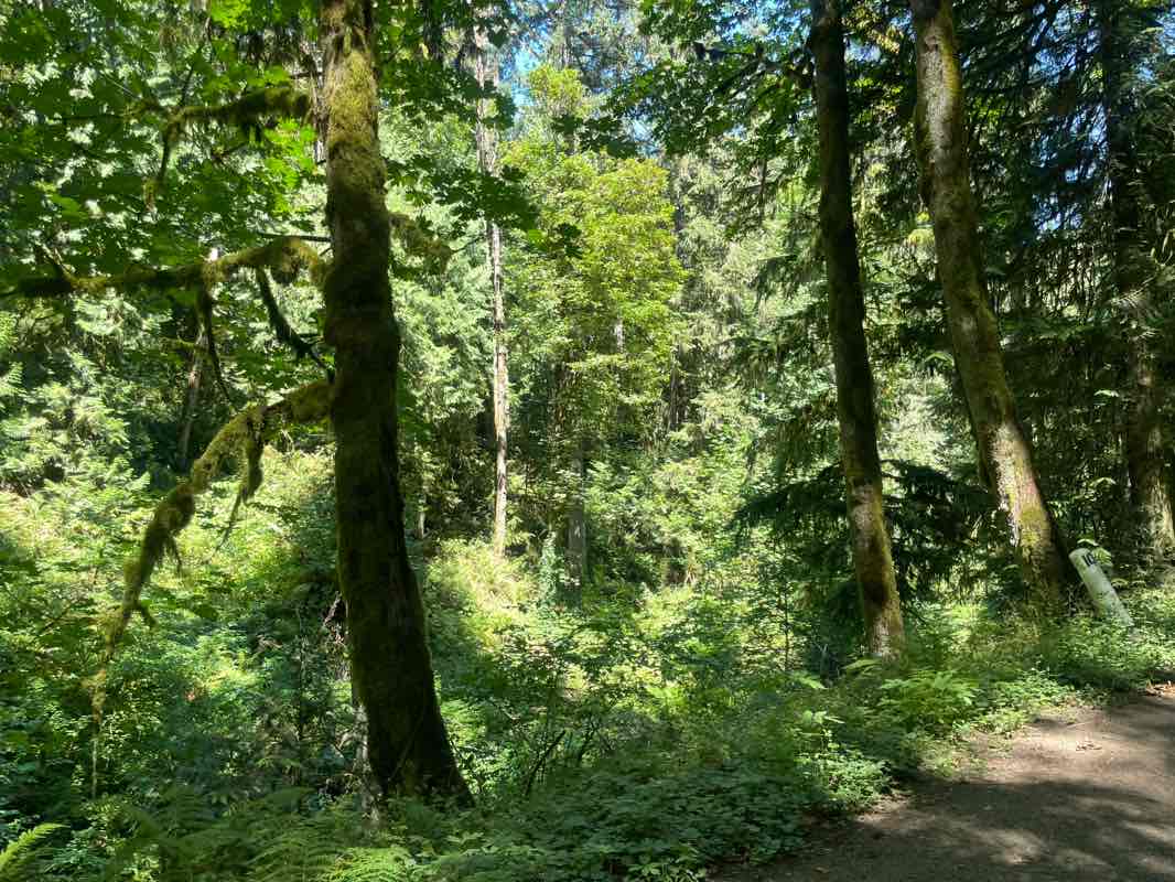 walking near me in Forest Park in summer