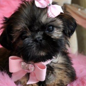 Lila