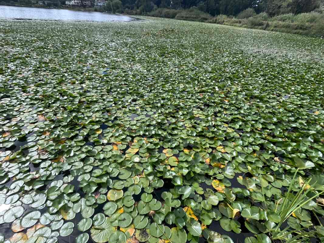 walking near me in Lake Stickney Park in summer