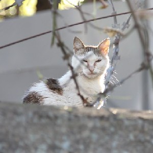 participant 1