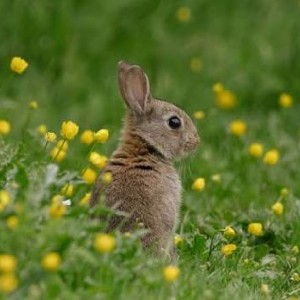 Bunny🐇 profile