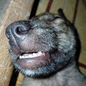 Dooji hihi profile