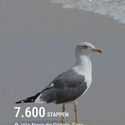 🦜BIRDWATCHERS🦜 Ronald 📷🌴🦜👣 post image