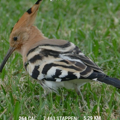 🦜BIRDWATCHERS🦜 Ronald 📷🌴🦜👣 post image