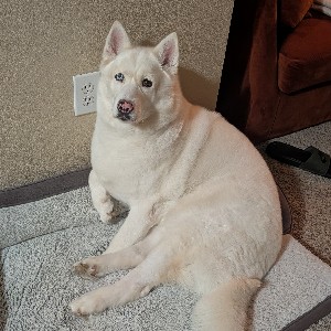 Chappy's Sister Shiro profile