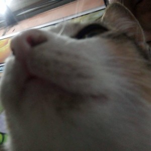 Sirosiu profile